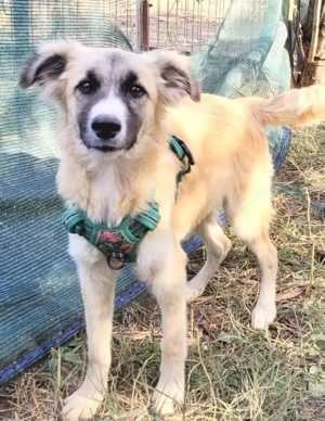 ZENA, eine fröhliche, verspielte und verschmauste Hündin