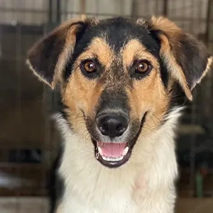 Kati, geb. ca. 03 2025, lebt in GRIECHENLAND, im städt. Tierheim Serres