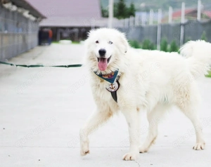 Giacomo   sanfter Riese mit treuem Blick