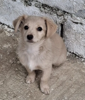 Kokoni, geb. ca. 07 2025, lebt in GRIECHENLAND, auf einer privaten Pflegestelle Bild 7