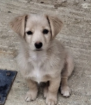 Kokoni, geb. ca. 07 2025, lebt in GRIECHENLAND, auf einer privaten Pflegestelle Bild 4