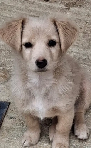 Kokoni, geb. ca. 07 2025, lebt in GRIECHENLAND, auf einer privaten Pflegestelle Bild 6