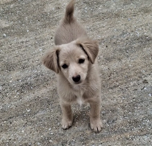 Kokoni, geb. ca. 07 2025, lebt in GRIECHENLAND, auf einer privaten Pflegestelle Bild 2