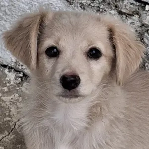 Kokoni, geb. ca. 07 2025, lebt in GRIECHENLAND, auf einer privaten Pflegestelle