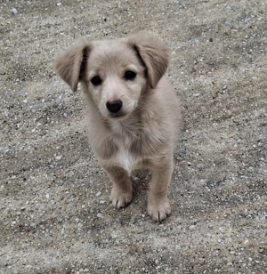 Kokoni, geb. ca. 07 2025, lebt in GRIECHENLAND, auf einer privaten Pflegestelle Bild 3