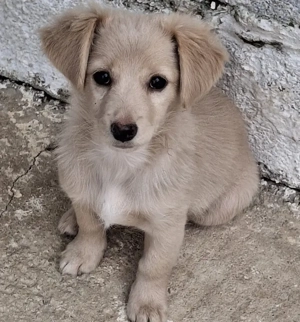 Kokoni, geb. ca. 07 2025, lebt in GRIECHENLAND, auf einer privaten Pflegestelle Bild 5