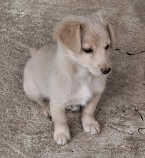 Kokoni, geb. ca. 07 2025, lebt in GRIECHENLAND, auf einer privaten Pflegestelle Bild 8