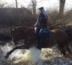 Stute im Endmaß zu verkaufen 