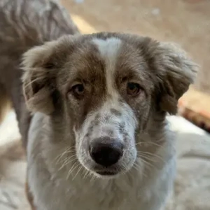 Liona, geb. ca. 12 2024, lebt in GRIECHENLAND, auf einem Gelände, auf dem die Hunde notdürftig verso