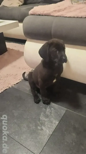 Nala sucht ihr zu Hause 