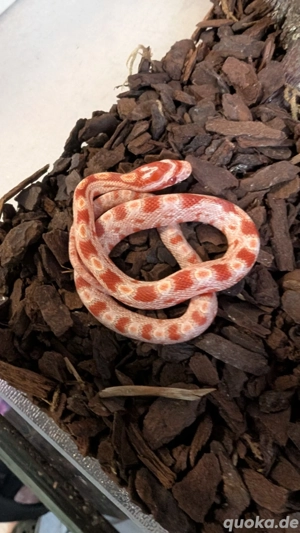 Kornnatter Nachzucht 2025