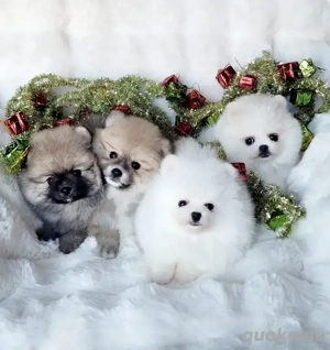 Zwergspitz-Pomeranian welpen