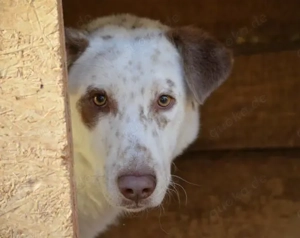 Ronny sucht ein neues Zuhause voller Liebe Bild 4