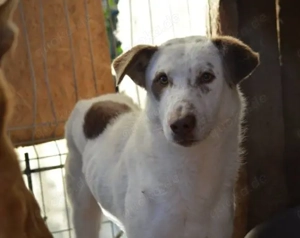 Ronny sucht ein neues Zuhause voller Liebe Bild 2