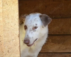 Ronny sucht ein neues Zuhause voller Liebe Bild 5