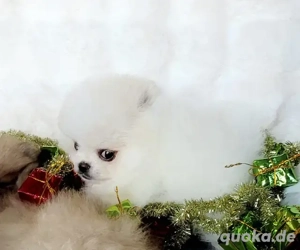 Entzückende Zwergspitz-Pomeranian welpen