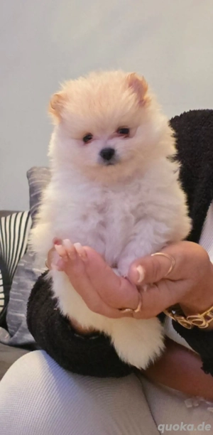 Entzückende Zwergspitz-Pomeranian welpen