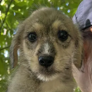 Lovis, geb. ca. 05 2025, lebt in GRIECHENLAND, auf einer privaten Pflegestelle