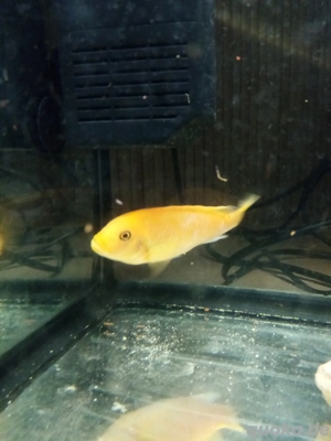 Barsch Weibchen Metriaclima Red Red 