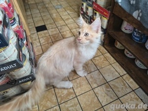Maine coon mit Ahnentafel