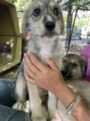 Lovis, geb. ca. 05 2025, lebt in GRIECHENLAND, auf einer privaten Pflegestelle Bild 9