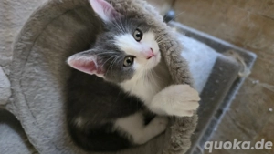 British Kurzhaar Kitten