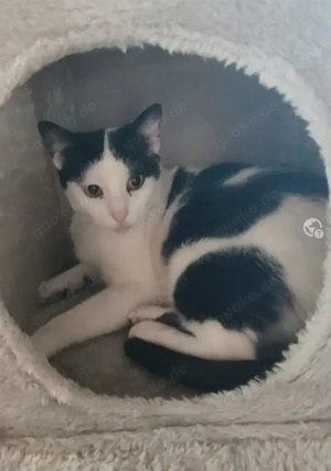 Galaxy  Feines Katzenmädel sucht ruhige Familie auf dem Land