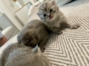 Bkh Jungs in Blue Tabby Abgabe 6.12.25