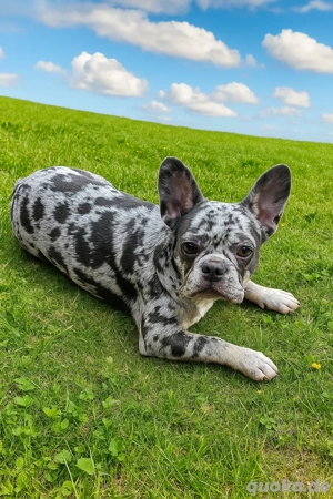 Französische Bulldoggen Welpen 