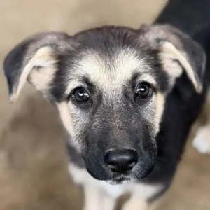 Panja, geb. ca. 08 2025, lebt in GRIECHENLAND, auf einer privaten Pflegestelle