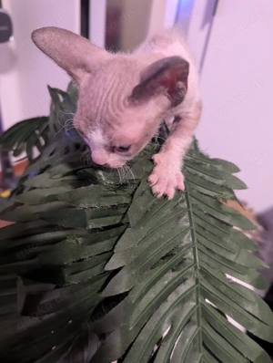 sphynx kitten 