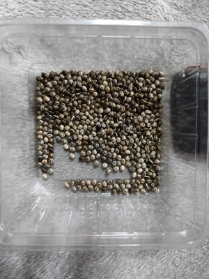 Verkaufe Eier von Gespenster Heuschrecken