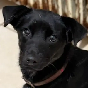 Maeko, geb. ca. 01 2025, lebt in GRIECHENLAND, auf einer privaten Pflegestelle