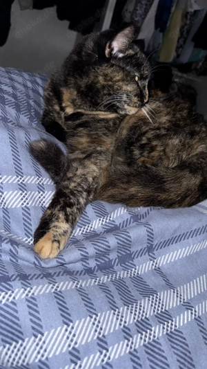 Hübsche Katze sucht neues zu Hause 