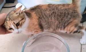 Katzen aus dem Tierschutz