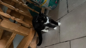 Junger Kater sucht neues zu Hause 