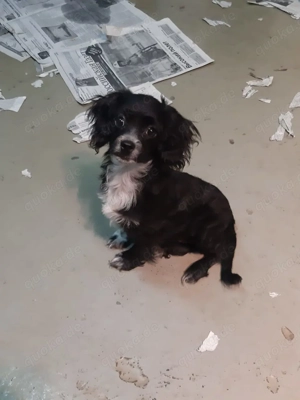 Rose   kleine süße Welpendame mit großem Herzen!