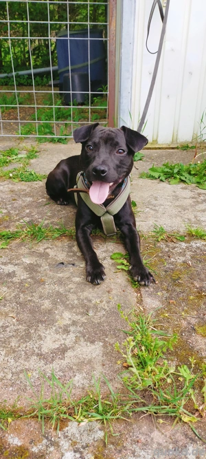 Patterdale Terrier Rüde (gerne an Jäger)