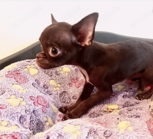 Hübscher Chihuahua Rüde in chocolate tan 16Wo.