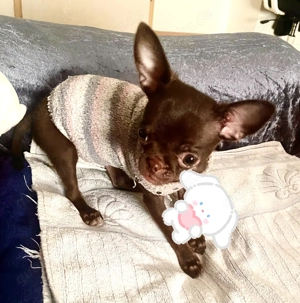 Hübscher Chihuahua dark-schoko-tan 14Wo. mit Stammbaum