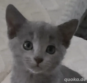 Russisch Blau Kitten