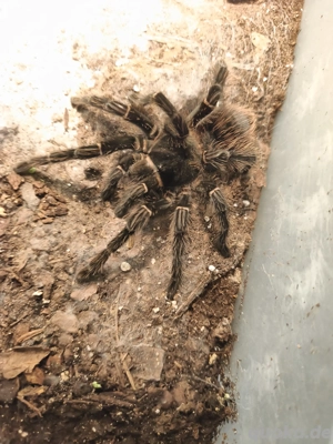 0.1 lasiodora klugi adult