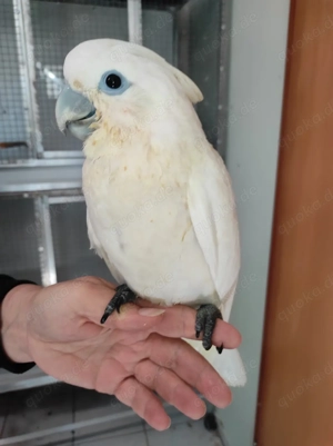 Superzahmer Salomonenkakadu  Kakadu