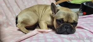 Französischen Bulldogge