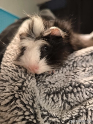 Meerschweinchen Böcke ca 8 Wochen