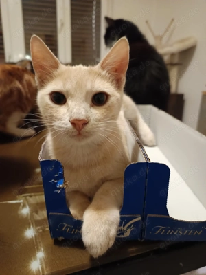 Wunderschöner Harry sucht sein Happyend