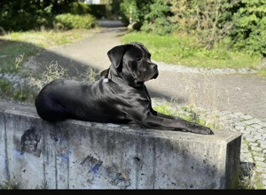 Wunderschöner Cane Coso 