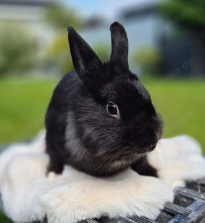 Löwenkopf Kanienchen mit Käfig und Zubehör