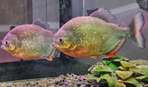 XXL 2Jahre altes Zuchtpärchen Roter Piranha (Pygocentrus nattereri)