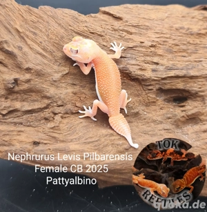 Nephrurus levis pilbarensis NZ2025 (australische Knopfschwanz-Gecko)